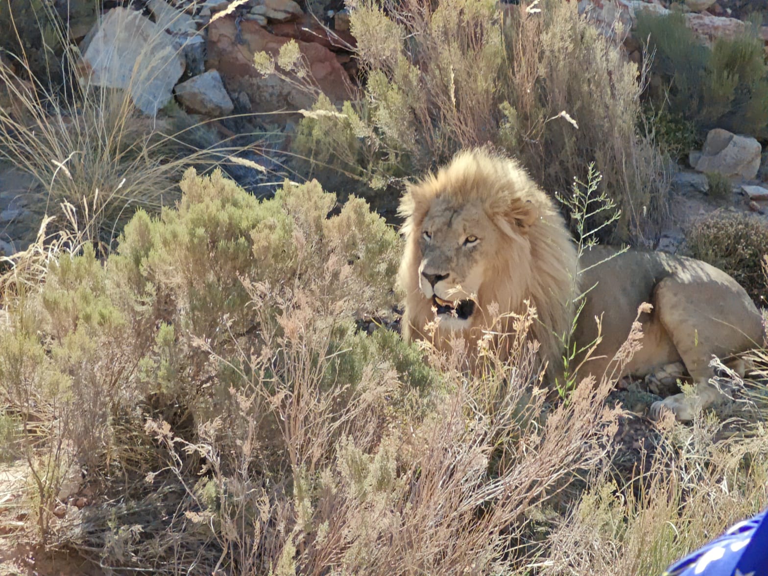 Aquila Game Reserve - Safari 26